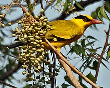 Black-naped Oriole eyeing on Lannea coromandelica fruits W IMG 7449.jpg